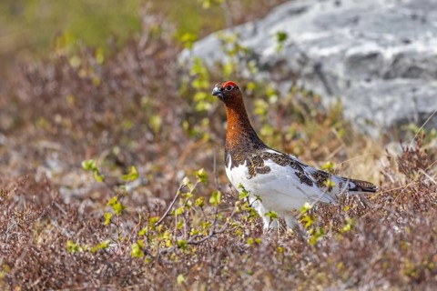 Willow ptarmigan, willow grouse (Lagopus lagopus, Lagopus albus) male, cock in summer plumage on