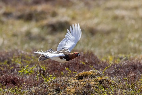 Willow ptarmigan, willow grouse (Lagopus lagopus, Lagopus albus) male, cock in summer plumage