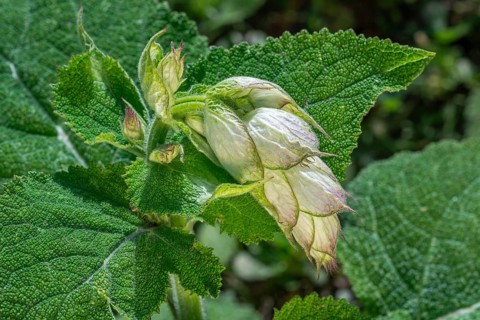 Clary sage (Salvia sclarea, Aethiopis sclarea), medicinal herb grown for its essential oil, native