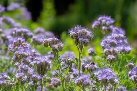 Lacy phacelia, tansy-leaf phacelia, blue tansy, purple tansy (Phacelia tanacetifolia), insectary