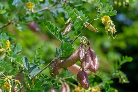 Bladder-senna (Colutea arborescens), leguminous shrub in flower with inflated bladdery pods, native