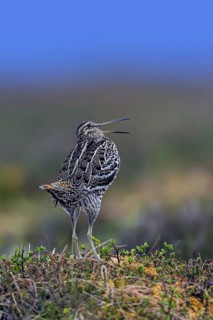 Great snipe (Gallinago media) male calling during courtship display at lek at dusk on tundra