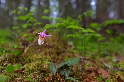 Calypso orchid, fairy slipper, Venus's slipper (Calypso bulbosa, Cypripedium bulbosum) in flower in