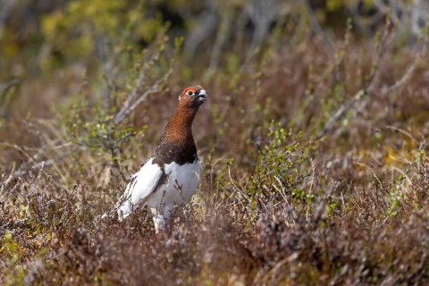 Willow ptarmigan, willow grouse (Lagopus lagopus, Lagopus albus) male, cock in summer plumage