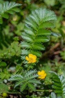 Common silverweed, silver cinquefoil (Argentina anserina, Potentilla anserina) close-up of yellow