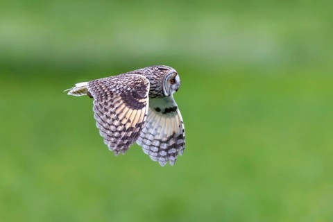 Long-eared owl (Asio otus) in flight over grassland at forest edge, hunting for rodents like mice