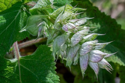 Clary sage (Salvia sclarea, Aethiopis sclarea), medicinal herb grown for its essential oil, native
