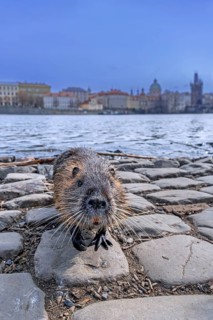 Coypu, nutria (Myocastor coypus) posing on quay along the Vltava river in the city Prague, Czech