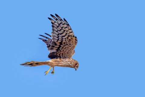 Montagu's harrier (Circus pygargus) adult female with caught bush cricket prey in its talons flying