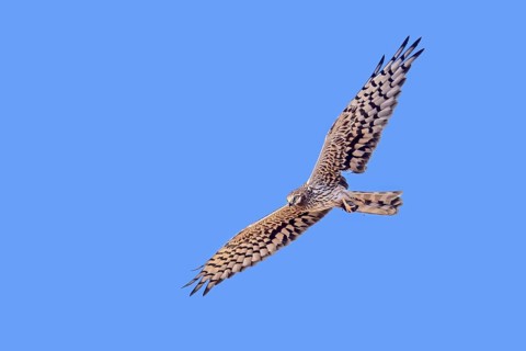 Montagu's harrier (Circus pygargus) adult female flying with damaged wing, tertials missing