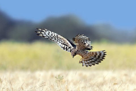 Montagu's harrier (Circus pygargus) adult female with caught mouse prey in its talons flying over