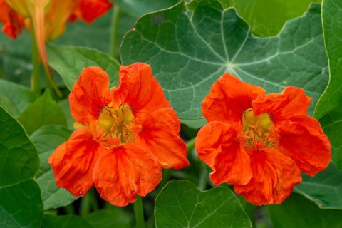 Garden nasturtium, Indian cress, monk's cress (Tropaeolum majus), edible flower in herb garden