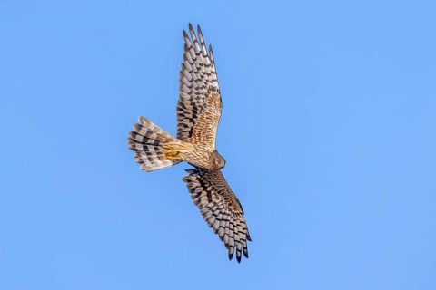 Montagu's harrier (Circus pygargus) adult female in flight against blue sky