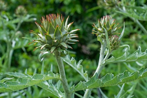 Cardoon, artichoke thistle (Cynara cardunculus, Carduus cardunculus) close-up of pseudanthium,