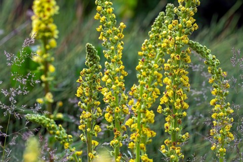 Black mullein, dark mullein (Verbascum nigrum) in flower