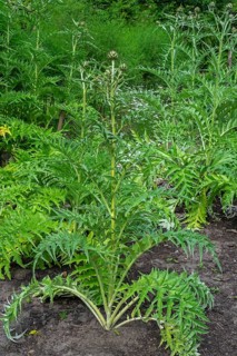 Cardoon, artichoke thistle (Cynara cardunculus, Carduus cardunculus) in herb garden in early summer