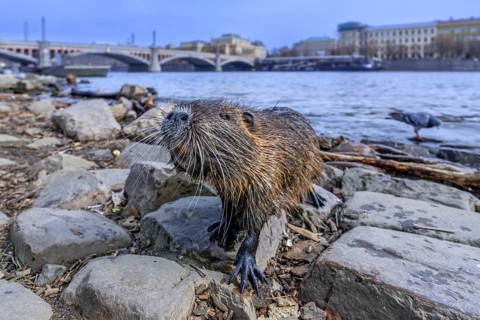 Coypu, nutria (Myocastor coypus) posing on waterfront along the Vltava river in the city Prague,