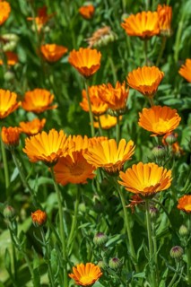 Mary's gold, common marigold, pot marigold, Scotch marigold, ruddles (Calendula officinalis,