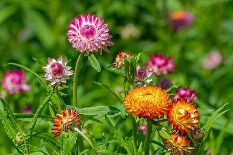 Colourful golden everlasting flowers, strawflowers (Xerochrysum bracteatum, Bracteantha bracteata)