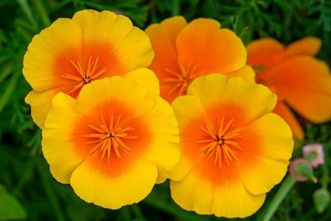 California poppies, golden poppy, Mexican poppy, California sunlight (Eschscholzia californica) in