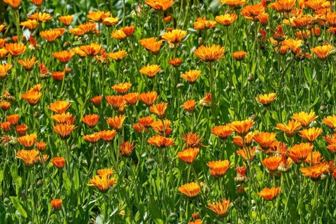 Mary's gold, common marigold, pot marigold, Scotch marigold, ruddles (Calendula officinalis,