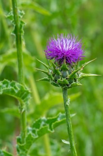 Milk thistle, blessed milkthistle, Marian thistle, Mary thistle (Silybum marianum, Carduus