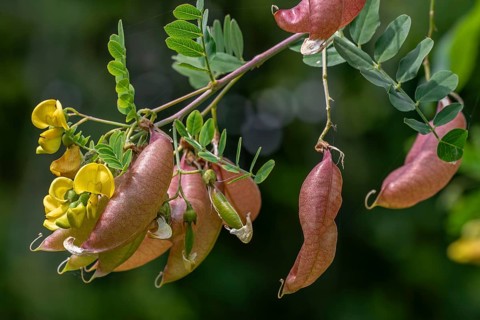 Bladder-senna (Colutea arborescens), leguminous shrub in flower with inflated bladdery pods, native