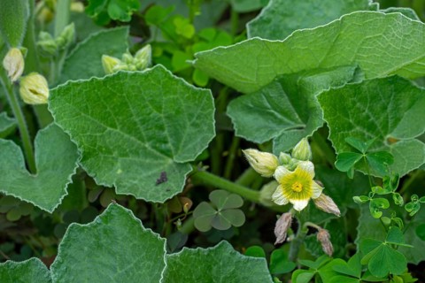 Squirting cucumber, noli me tangere, touch-me-not (Ecballium elaterium) close-up of flower and
