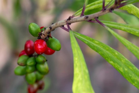 Mezereum, mezereon, February daphne, spurge laurel, spurge olive (Daphne mezereum) close-up of red