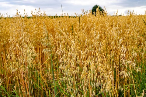 Agriculture, field with grain, oats, shortly in front of harvest, near Nettetal, on the Lower