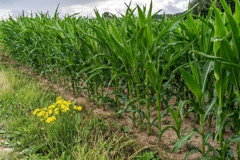 Agriculture, field with maize, still growing, near Nettetal, on the Lower Rhine, North