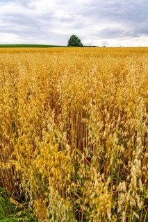 Agriculture, field with grain, oats, shortly in front of harvest, near Nettetal, on the Lower