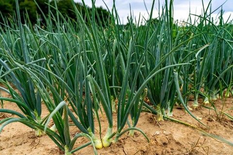 Agriculture, field with onions, shortly in front of harvest, near Nettetal, on the Lower Rhine,