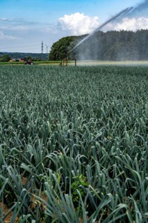 Agriculture, artificial irrigation of a field, sprinkler system, leek, leek, east of Nettetal, on