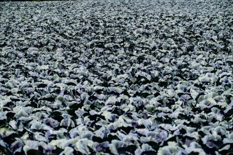 Agriculture, artificial irrigation of a field, irrigation system, cabbage cultivation, red cabbage,