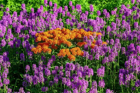 Detroit, Michigan - The orange Butterfly weed (Asclepias tuberosa) is blooming in the 2.6-acre, $4