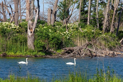 Detroit, Michigan - Mute swans (Cygnus olor) on Lake Okonoka on Belle Isle, a state park in the