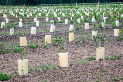 West Olive, Michigan - Plants in containers on a farm in west Michigan