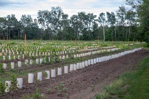 West Olive, Michigan - Plants in rows of containers on a farm in west Michigan. Irrigation