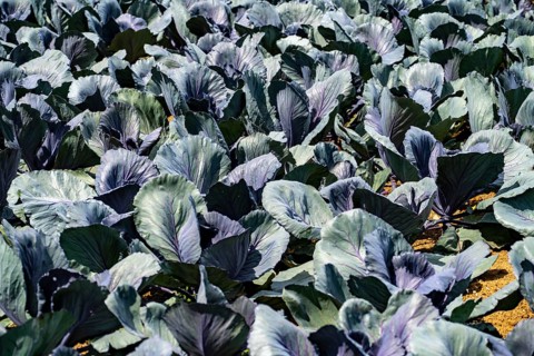Agriculture, artificial irrigation of a field, irrigation system, cabbage cultivation, red cabbage,