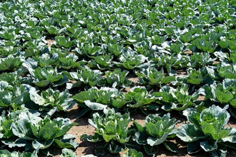 Agriculture, fields, cabbage cultivation, white cabbage, near Kempen on the Lower Rhine, North