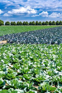 Agriculture, fields, cabbage cultivation, red cabbage and white cabbage, near Kempen on the Lower