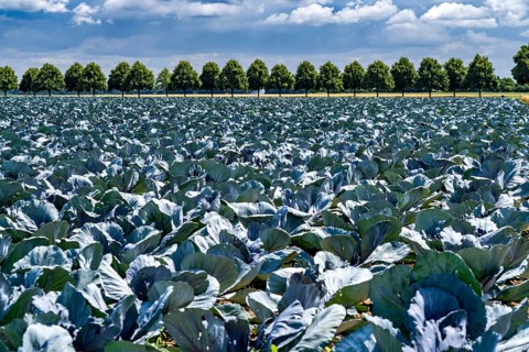 Agriculture, fields, cabbage cultivation, red cabbage, near Kempen on the Lower Rhine, North