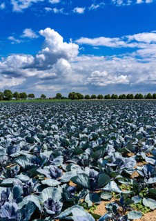Agriculture, fields, cabbage cultivation, red cabbage, near Kempen on the Lower Rhine, North