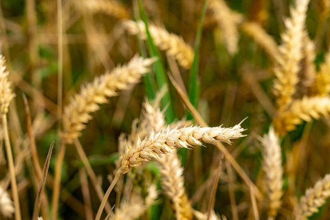 Agriculture, wheat, ears of wheat, near Kempen on the Lower Rhine, North Rhine-Westphalia, Germany