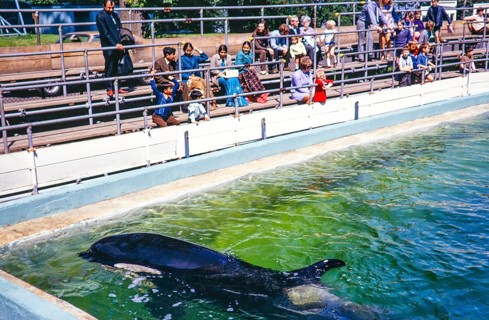 Crowd of people in audience watching performance by Cuddles the Killer Whale, Dudley Zoo, West