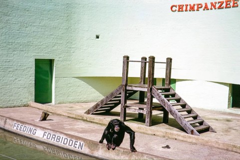 Sad looking chimpanzee in boring sterile Ape House enclosure, Dudley Zoo, West Midlands, England,