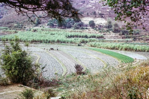 Newly ploughed fields, woman and water buffalo in field with plough, farmland countryside, Tai Tei
