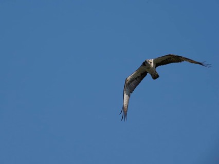 An osprey in flight (Pandion haliaetus), Mecklenburg-Western Pomerania, Müritz region, Germany
