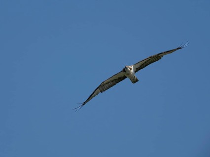 An osprey (Pandion haliaetus) in flight, Mecklenburg-Western Pomerania, Müritz region, Germany